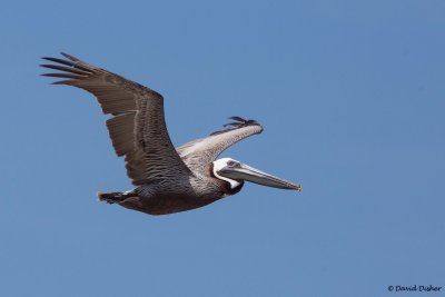 Brown Pelican, NC