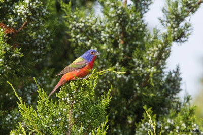 Painted Bunting, NC