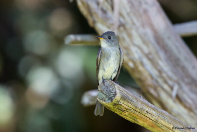 Eastern Wood-Pewee, Bethabara Park 9/1/2015