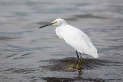 Snowy Egret, NC