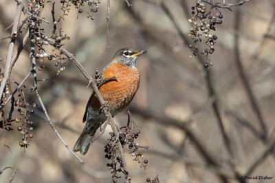 American Robin, WS NC