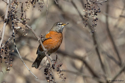 American Robin, WS NC