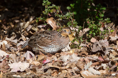 Northern Bobwhite, NC