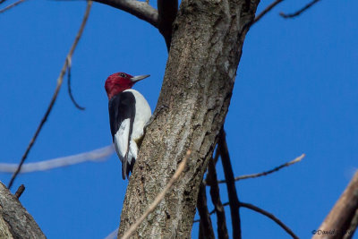 Red-headed Woodpecker, NC