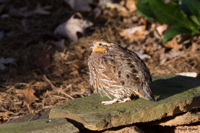 Northern Bobwhite, NC