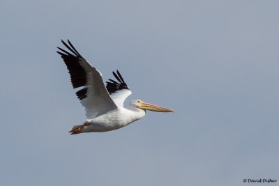 American White Pelican, Pea Island NWR, NC