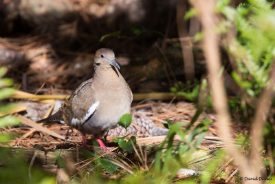 White-winged Dove, NC