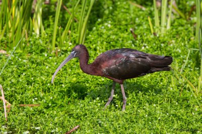 Glossy Ibis, Florida