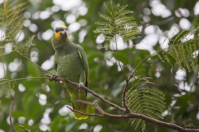 Orange-winged Parrot, Florida