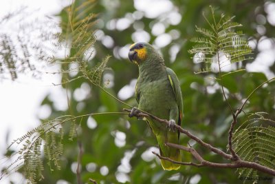 Orange-winged Parrot, Florida