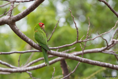 Red-masked Parakeet, Florida