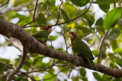Red-masked Parakeet, Florida