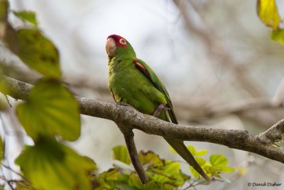 Red-masked Parakeet, Florida