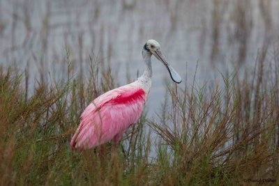 Roseate Spoonbill, Florida