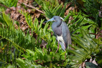 Tri-colored Heron, Florida