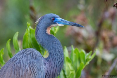 Tri-colored Heron, Florida