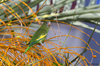 White-winged Parakeet, Florida