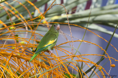 White-winged Parakeet, Florida