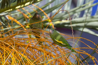 White-winged Parakeet, Florida