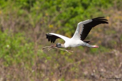 Wood Stork, Florida