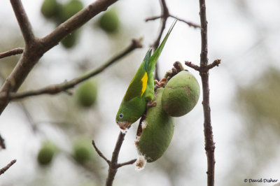 Yellow-chevroned Parakeet, Florida