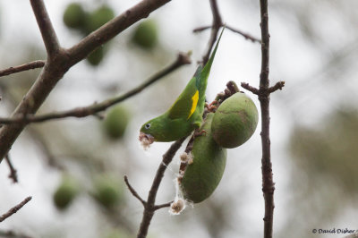 Yellow-chevroned Parakeet, Florida