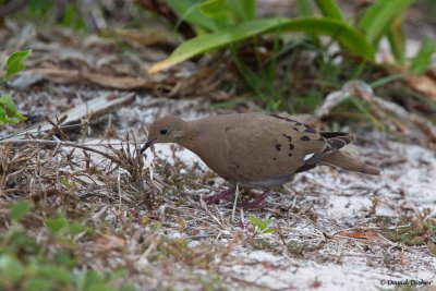 Zenaida Dove, Florida