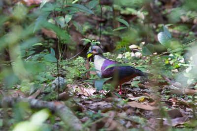 Crested Quail-Dove, Stewarttown