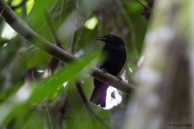 Jamaican Blackbird, John Crow Mountains