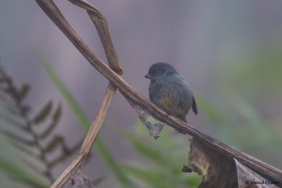 Jamaican Euphonia, Blue Mountains