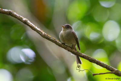 Jamaican Pewee, Blue Mountains