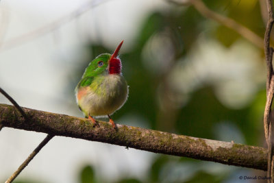 Jamaican Tody, Vinery