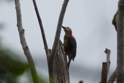 Jamaican Woodpecker, Green Castle Estate