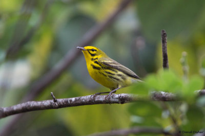 Prairie Warbler, Errol Flynn Marina 