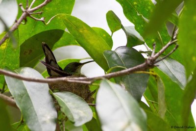 Red-billed Streamertail, Green Castle Estate