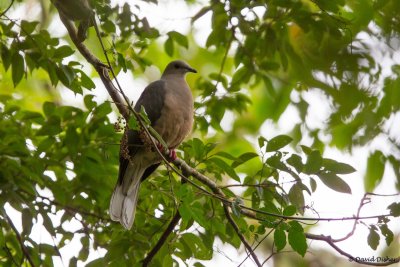 Ring-tailed Pigeon, Blue Mountains