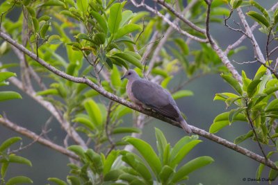 Ring-tailed Pigeon, Vinery