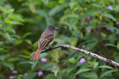 Rufous-tailed Flycatcher, Vinery