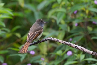 Rufous-tailed Flycatcher, Vinery