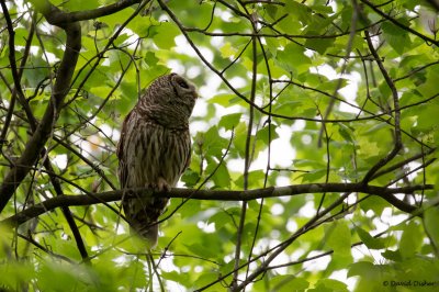 Barred Owl, NC