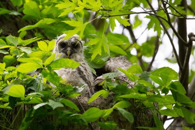 Barred Owl, NC