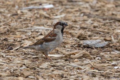 Finches, Redpolls, Siskins, Old World Sparrows (House)