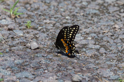 Black Swallowtail, Tanglewood Park, Clemmons, NC