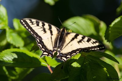 Canadian Tiger Swallowtail, Anchorage, Alaska