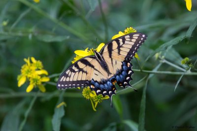 Eastern Tiger-Swallowtail, Bethabara Park, WS, NC