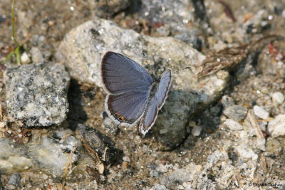 Eastern-tailed Blue, Blowing Rock, NC