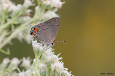 Gray Hairstreak, Cape May, NJ 