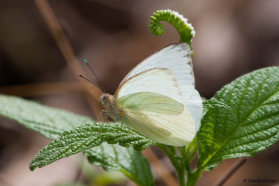 Great Southern White, Everglades NP, Fla