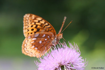 Great Spangled Fritillary, Blue Ridge Parkway, Va