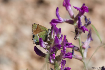 Juniper Siva Hairstreak, Rocky Mtn National Park, Co